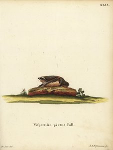 Malet uldflagermus, Kerivoula picta. Vespertilio pictus Linn. Håndkoloreret kobberstik af Jakob Andreas Eisenmann efter en illustration af Jacques de Seve. fra Johann Christian Daniel Schrebers Dyreillustrationer efter naturen eller Schrebers F af Unbekannter Künstler