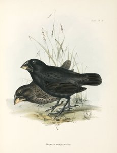 Et par store jordfinker, Galapagos-øerne, c 1832-1836 af Unbekannt