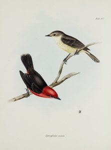 Fuglepar, c 1832-1836 af Unbekannter Künstler