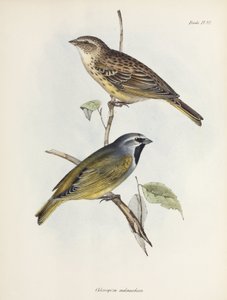 Par spurve eller finker, c 1832-1836 af Unbekannt