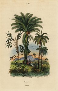 Palmer: daddelpalme, Phoenix dactylifera 1, Attalea art 2 og Geonoma art 3 af Unbekannt