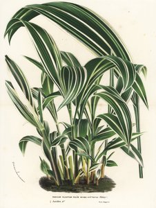 Palmegræs, Setaria palmifolia (Panicum plicatum foliis level-vittatis). Håndkoloreret litografi fra Louis van Houtte og Charles Lemaires Flowers of the Gardens and Hothouses of Europe, Flore des Serres et des Jardins de l
