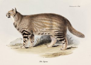 Pampaskat, Sydamerika, c 1832-1836 af Unbekannt