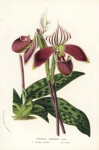 Paphiopedilum purpurpuratum orkidé (Cypripedium purpuratum). Håndkoloreret litografi fra Louis van Houtte og Charles Lemaires Flowers of the Gardens and Hothouses of Europe, Flore des Serres et des Jardins de l