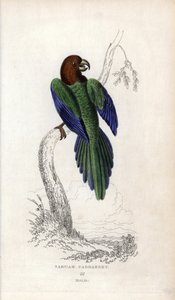 Parakit pumpadour, Prosopeia tabuensis. Psittacus tabuensis. Litografi af Joseph Kidd, baseret på en tegning af John Audubon, i Miscellany of Natural History: Parrots, Sir Thomas DiK Lauder and Captain Thomas Brown, udgivet i Edinburgh, Skotland, i 183 af Unbekannter Künstler