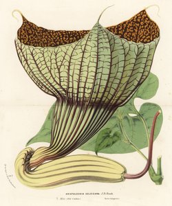 Pararistolochia goldieana (Aristolochia goldieana). Håndkoloreret litografi fra Louis van Houtte og Charles Lemaires Flowers of the Gardens and Hothouses of Europe, Flore des Serres et des Jardins de l
