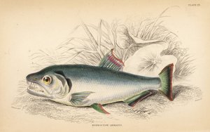 Payara, Hydrolycus armatus (stærktandet hydrocyon, Hydrocyon armatus). Håndkoloreret stålstik af W.H. Lizars efter en illustration af James Stewart fra Robert Schomburgs Fishes of Guiana, en del af Sir William Jardines Naturalist