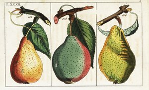Pear varieties, Pyrus communis. af Unbekannter Künstler