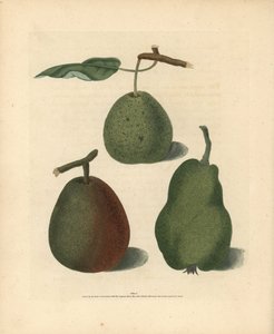 Pæresorter, Pyrus communis: Cressan, Gansell