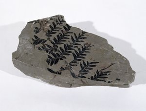 Pecopteris (Gymnosperm Frond) fundet ved Camerton, Somerset, Upper Carboniferous Period (foto) af Unbekannt