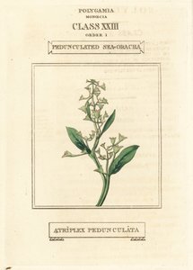 Stielblättriger Meersalzstrauch, Atriplex pedunculata. Handkolorierter Kupferstich nach einer Illustration von Richard Duppa aus seinem The Clours and Orders of the Linnaean System of Botany, Longman, Hurst, London von Unbekannter Künstler