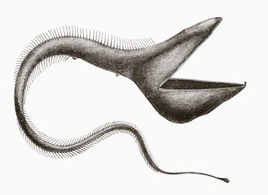Pelican Eel eller Eurypharynx pelecanoides, en dybhavsfisk, der sjældent ses af mennesker, fra 
