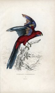 Pennants parakit, Psittacus pennantii. Platycercus elegans. af Unbekannter Künstler