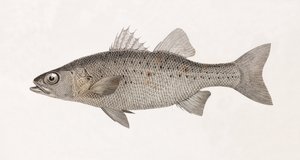 Perche Noct, tæt på af Unbekannt