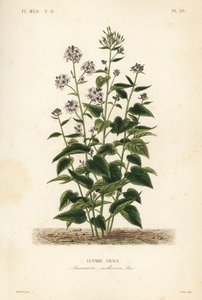 Flerårig ærlighed, Lunaria rediviva, Lunaire vivace af Unbekannt