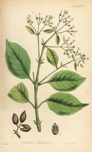 Peruviansk barktræ eller kinintræ, Cinchona officinalis. Håndkoloreret litografi af Henry Sowerby fra Edward Hamiltons Flora Homeopathica, Bailliere, London. af Unbekannter Künstler