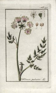 Peucedan-sump eller sump-persille (Selinum-sump). Litografi fra "Afbeelding der Artseny-Gewassen" af Johannes Zorn (1739-1799), Holland af Unbekannter Künstler
