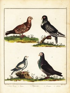 Duer: Polsk due, pouter, rype og turbit. 1792 (gravering) af Unbekannter Künstler