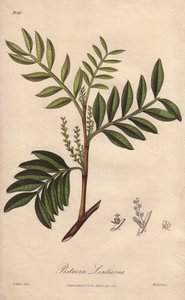 Pistacia lentiscus (Pistacia lentiscus) - stærkt vand af William Clarke til at illustrere "Medical Botanical, Description of the Medicinal Plants of London, Edinburgh and Dublin" af John Stephenson og James Morss Churchill, udgivet i London af John Church af Unbekannter Künstler