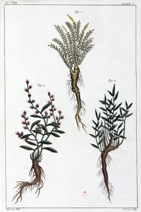 Lægeplanter, Kina af Unbekannt