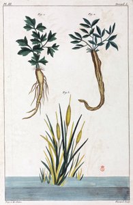 Lægeplanter, Kina af Unbekannt