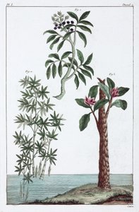 Lægeplanter, Kina af Unbekannt
