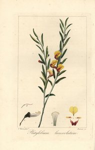 Platylobium lanceolatum, hjemmehørende i Australien. Håndkoloreret prikstik på kobber af Barrois efter en botanisk illustration af Pancrace Bessa fra Mordant de Launays "Herbier General de l