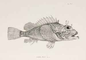 Spiller scorpionfish, c 1832-1836 af Unbekannter Künstler