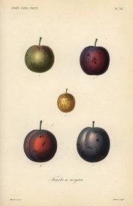 Blommer og svesker, Prunus domestica af Unbekannt