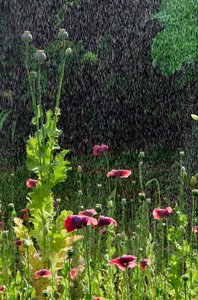 Valmue (Papaver somniferum) blomster og frøhoveder i sommerregn, Gower, South Wales (foto) af Unbekannter Künstler