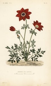 Valmueanemone eller spansk morgenfrue, Anemone coronaria, Anemone des jardins af Unbekannt