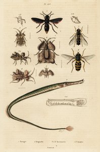 Potterhveps, pibefisk, guldæg og svirreflue., 1834-1839 (gravering) af Unbekannter Künstler