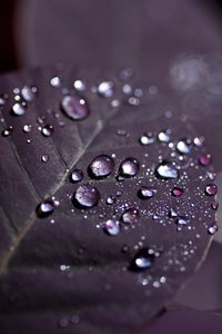Purple Leaves II (fotografi) af Unbekannter Künstler