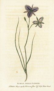 Lilla skalblomst fra New South Wales, Australien. Måske en fantasifuld blomst fremstillet af en kunstig blomsterhandler Håndkoloreret kobberstik fra "The Naturalist