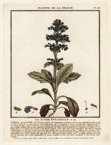 Pyramidal bugle, Ajuga pyramidalis. af Unbekannter Künstler
