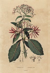 Kinin, Cinchona officinalis 1 og Ladenbergia oblongifolia, sårbar, 2 af Unbekannt