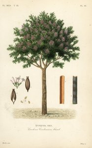 Kinin- eller cinchonabark, Cinchona officinalis, Cinchona condaminea, Quinquina grå af Unbekannt