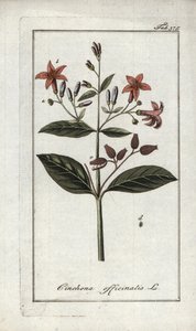 Quinquina (Cinchona officinalis). Litografi fra "Afbeelding der Artseny-Gewassen" af Johannes Zorn (1739-1799), Holland af Unbekannter Künstler