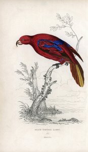 Rød lori, Eos rubra. Psittacus caeruleatus. Litografi af Joseph Kidd, baseret på en tegning af John Audubon, i Miscellany of Natural History: Parrots, Sir Thomas DiK Lauder and Captain Thomas Brown, udgivet i Edinburgh, Skotland, i 1833. af Unbekannter Künstler