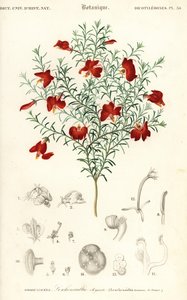 Rød leschenaultia, Leschenaultia formosa., 1849 (gravering) af Unbekannter Künstler