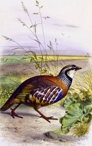 Rød agerhøne, ca. 1850 (litografi) af Unbekannter Künstler