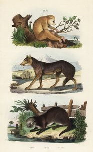 Rød slank loris, Loris tardigradus truet 1, ulv, Canis lupus 2 og eurasisk odder, Lutra lutra 3 af Unbekannt