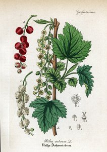 Røde ribs, Ribes rubrum. Håndkoloreret kobberstik fra Dr. Willibald Artus