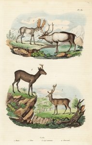 Rensdyr, Rangifer tarandus 1, elg, Alces alces 2, kronhjort, Cervus elaphus 3 og europæisk kronhjort, Capreolus capreolus 4 af Unbekannt
