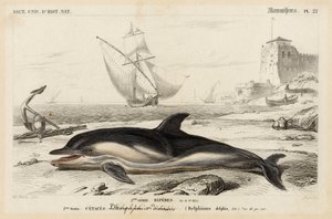 Repræsentation af en delfin i "Dictionnaire Universale d