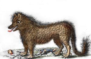 Repræsentation af bæstet fra Gevaudan, knoglerne fra hans ofre spredt omkring hans ben Stik omkring 1764 (Bæstet fra Gevaudan i en repræsentation fra 1764) Privatsamling