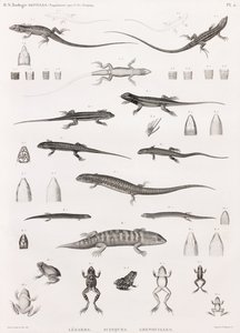 Krybdyr: serie af illustrationer af firben, skinks og frøer af Unbekannt