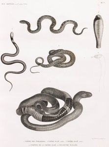 Krybdyr: serie af illustrationer af slanger af Unbekannt