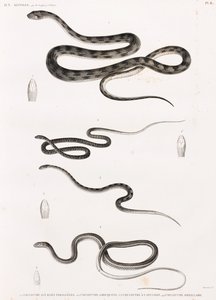 Krybdyr: serie af illustrationer af slanger af Unbekannt