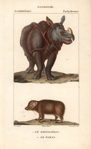 Rhinoceros et daman ou clade - Eau forte af Jean Gabriel Pretre (1780-1845), graveret af Carnonkel, til naturvidenskabelig ordbog: pattedyr af Frederic Cuvier, redigeret af Pierre Jean Francois Turpin (1775-1840), udgivet af F.G.Levrault, i Paris af Unbekannter Künstler